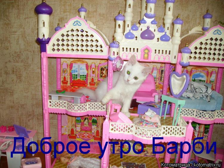 Доброе утро Барби... Котоматрица: Доброе утро Барби