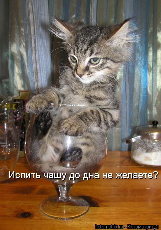 Котоматрица: Испить чашу до дна не желаете?