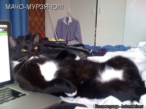 МАЧО-МУРЗЯЧО!!!... Котоматрица: МАЧО-МУРЗЯЧО!!!
