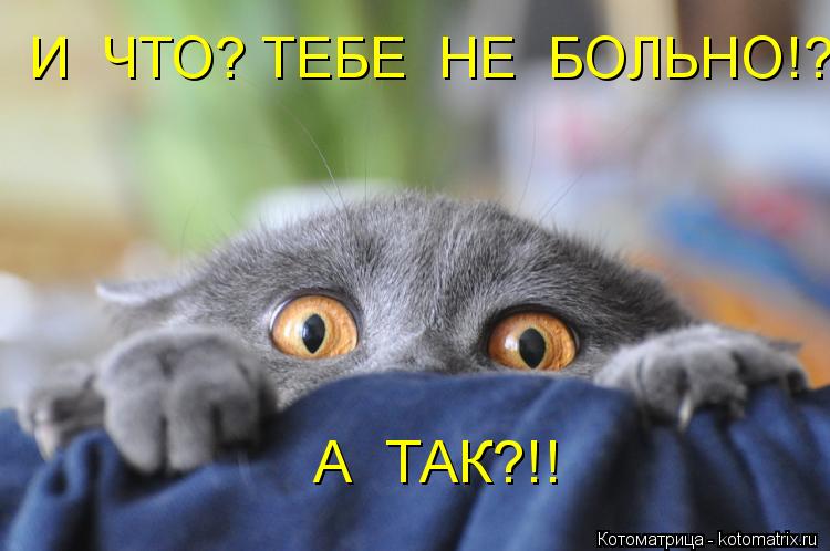 И ЧТО? ТЕБЕ НЕ БОЛЬНО!? А ТАК?!!... Котоматрица: И ЧТО? ТЕБЕ НЕ БОЛЬНО!? А ТАК?!!