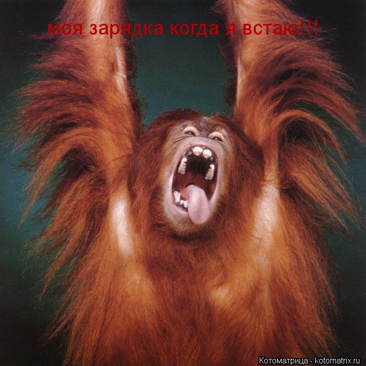 Котоматрица: моя зарядка когда я встаю!!!