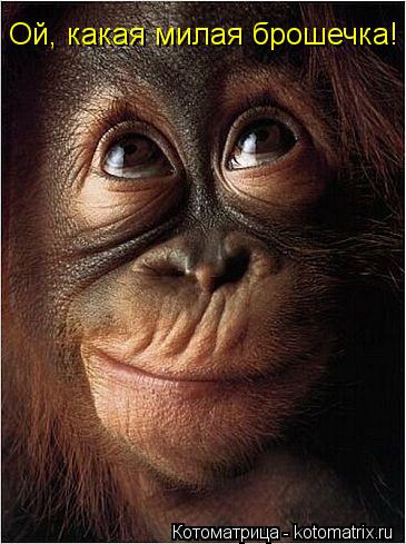Ой, какая милая брошечка!... Котоматрица: Ой, какая милая брошечка!