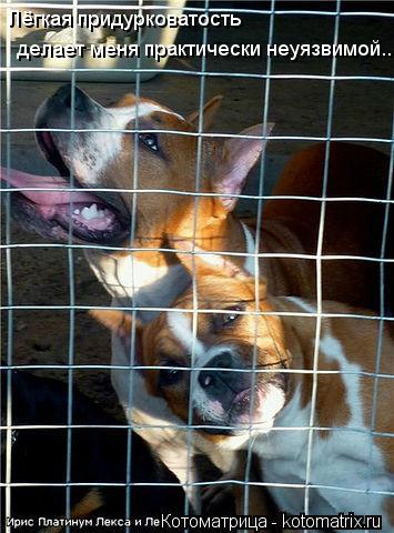 Лёгкая придурковатость делает меня практически неуязвимой...... Котоматрица: Лёгкая придурковатость делает меня практически неуязвимой...