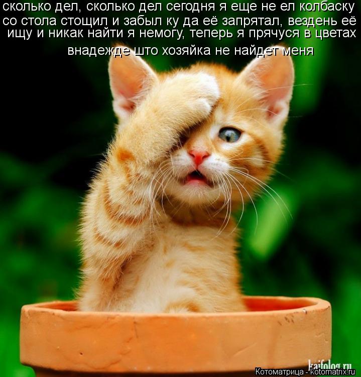 со стола стощил и забыл ку да её запрятал, вездень её сколько дел, сколько дел сегодня я еще не ел к... Котоматрица: со стола стощил и забыл ку да её запрятал, вездень её сколько дел, сколько дел сегодня я еще не ел колбаску ищу и никак найти я немогу, теперь