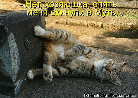 Котоматрица: - Нет, хозяюшка, опять меня скинули в Муть...