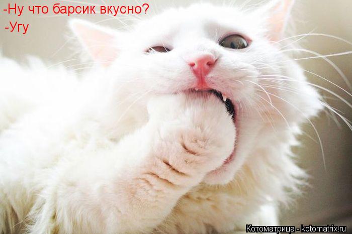 Котоматрица: -Ну что барсик вкусно? -Угу