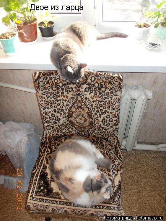 Котоматрица: Двое из ларца
