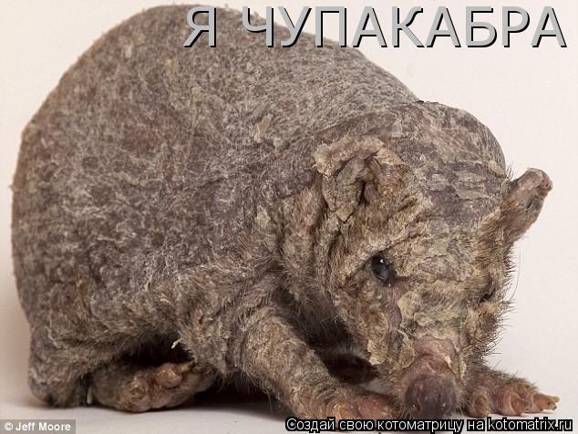 Я ЧУПАКАБРА... Котоматрица: Я ЧУПАКАБРА