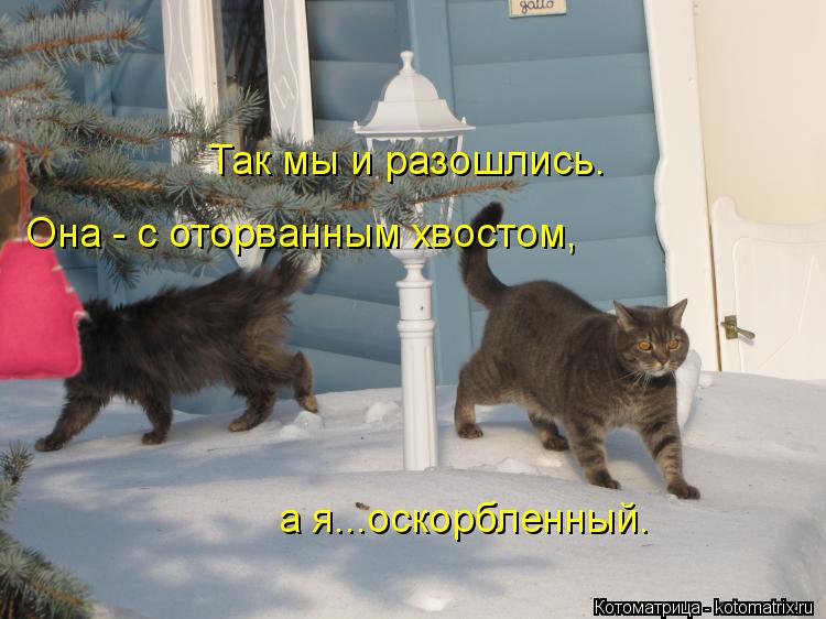 Котоматрица: Так мы и разошлись. Она - с оторванным хвостом, а я...оскорбленный.