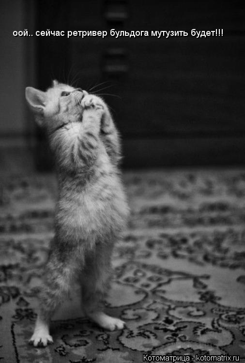 оой.. сейчас ретривер бульдога мутузить будет!!!... Котоматрица: оой.. сейчас ретривер бульдога мутузить будет!!!