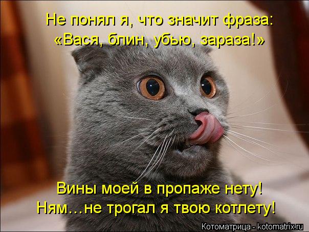 Котоматрица: Не понял я, что значит фраза: «Вася, блин, убью, зараза!» Вины моей в пропаже нету! Ням…не трогал я твою котлету!
