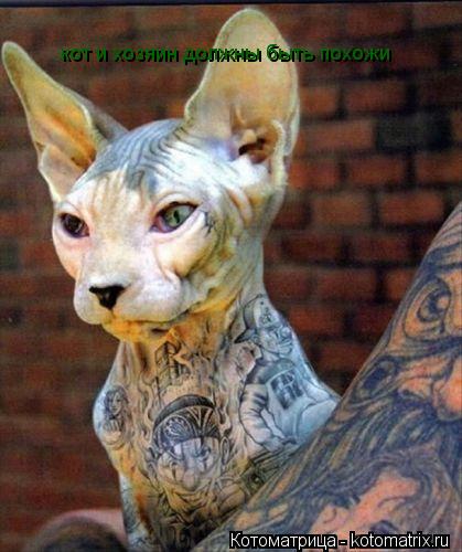 Котоматрица: кот и хозяин должны быть похожи