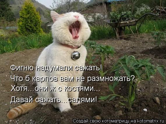 Котоматрица: Что б карпов вам не размножать? Фигню надумали сажать! Хотя...они ж с костями... Давай сажать...салями!