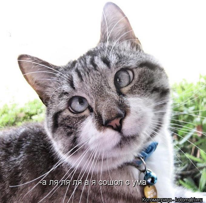 Котоматрица: -а ля ля ля а я сошол с ума