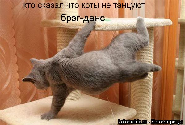 Котоматрица: кто сказал что коты не танцуют брэг-данс