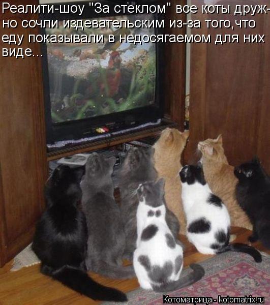 Реалити-шоу "За стеклом" все коты друж- но сочли издевательским из-за того,что еду показывали в недос... Котоматрица: Реалити-шоу "За стеклом" все коты друж- но сочли издевательским из-за того,что еду показывали в недосягаемом для них виде...