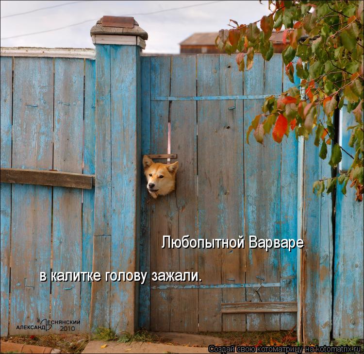 Любопытной Варваре в калитке голову зажали.... Котоматрица: Любопытной Варваре в калитке голову зажали.
