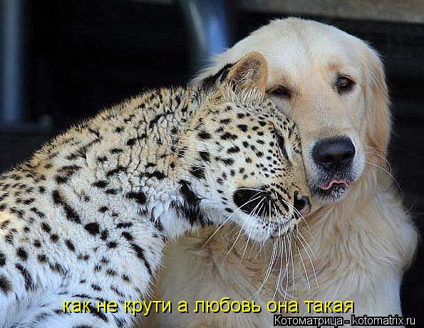 Котоматрица: как не крути а любовь она такая