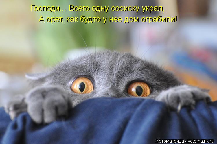 Котоматрица: Господи... Всего одну сосиску украл, А орет, как будто у нее дом ограбили! А орет, как будто у нее дом ограбили!