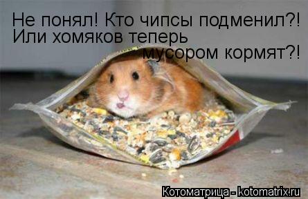 Котоматрица: Не понял! Кто чипсы подменил?! Или хомяков теперь мусором кормят?!