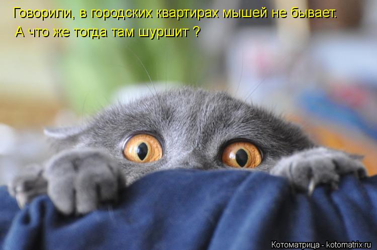 Говорили, в городских квартирах мышей не бывает. А что же тогда там шуршит ?... Котоматрица: Говорили, в городских квартирах мышей не бывает. А что же тогда там шуршит ?