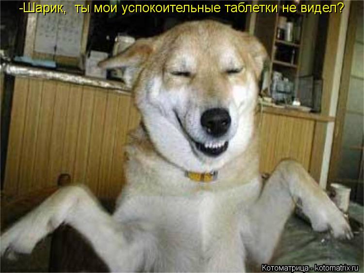 Котоматрица: -Шарик,  ты мои успокоительные таблетки не видел?