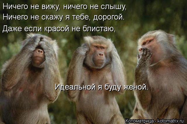Котоматрица: Ничего не вижу, ничего не слышу, Ничего не скажу я тебе, дорогой. Даже если красой не блистаю, Идеальной я буду женой. Идеальной я буду женой.