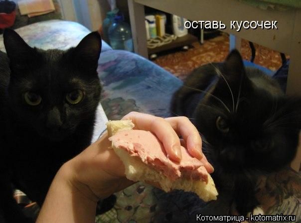 Котоматрица: оставь кусочек