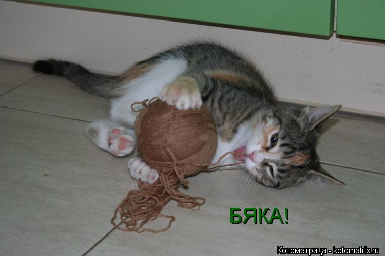 Котоматрица: БЯКА!