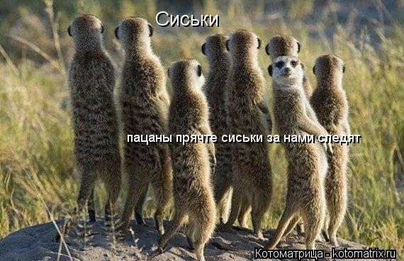 Котоматрица: Сиськи пацаны прячте сиськи за нами следят