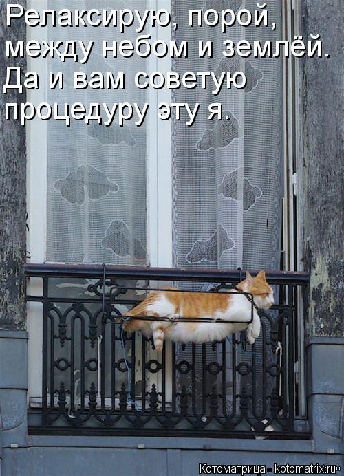 Котоматрица: Релаксирую, порой, между небом и землёй. Да и вам советую процедуру эту я.
