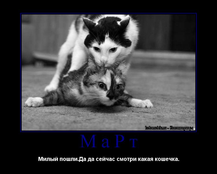 Котоматрица: МаРт Милый пошли.Да да сейчас смотри какая кошечка.