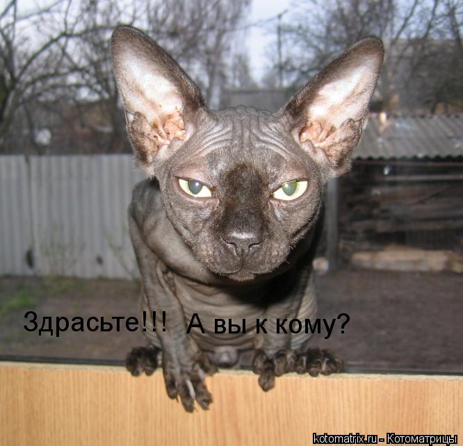 Здрасьте!!! А вы к кому?... Котоматрица: Здрасьте!!! А вы к кому?