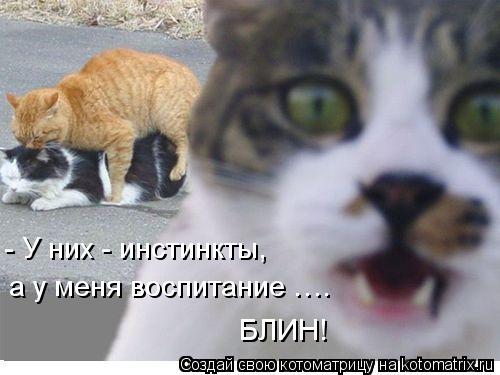 Котоматрица: а у меня воспитание …. БЛИН! - У них - инстинкты,