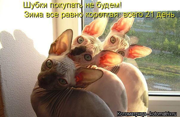 Котоматрица: Шубки покупать не будем! Зима все равно короткая: всего 21 день