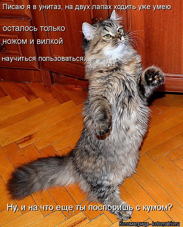осталось только ножом и вилкой Писаю я в унитаз, на двух лапах ходить уже умею научиться пользовать... Котоматрица: осталось только ножом и вилкой Писаю я в унитаз, на двух лапах ходить уже умею научиться пользоваться... Ну, и на что еще ты поспоришь с кумо