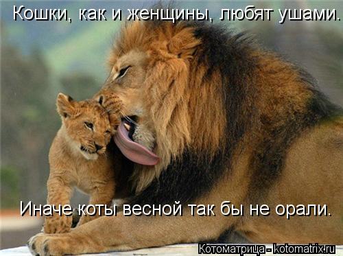Котоматрица: Кошки, как и женщины, любят ушами. Иначе коты весной так бы не орали.