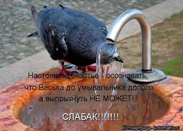Котоматрица: Настоящее счастье - осознавать,  что Васька до умывальника дополз а выпрыгнуть НЕ МОЖЕТ! а выпрыгнуть НЕ МОЖЕТ! СЛАБАК!!!!!!!
