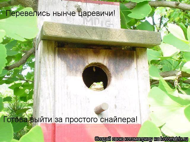 Перевелись нынче царевичи! Готова выйти за простого снайпера!... Котоматрица: Перевелись нынче царевичи! Готова выйти за простого снайпера!