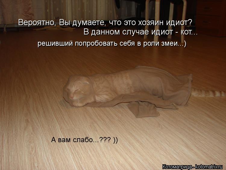 Котоматрица: Вероятно, Вы думаете, что это хозяин идиот?  В данном случае идиот - кот... решивший попробовать себя в роли змеи...) А вам слабо...??? ))