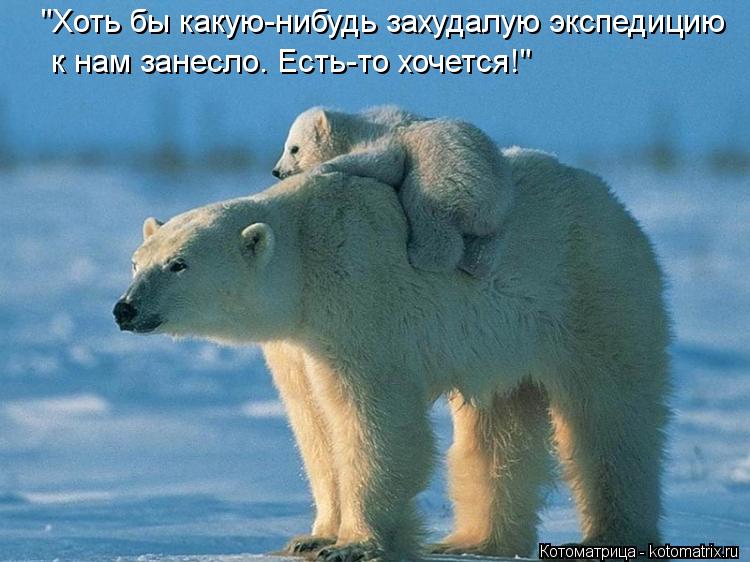 Котоматрица: "Хоть бы какую-нибудь захудалую экспедицию к нам занесло. Есть-то хочется!"