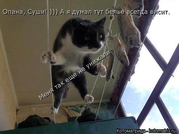 Котоматрица: Опана, Суши! ))) А я думал тут белье всегда висит. Меня так еще не унижали.