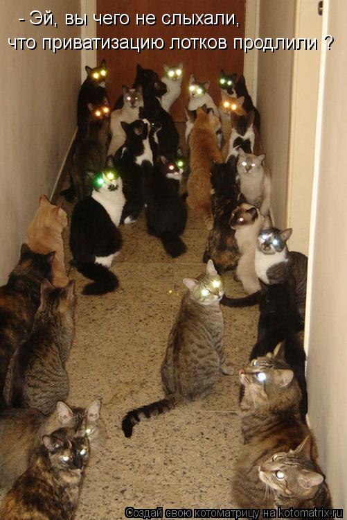 Котоматрица: - Эй, вы чего не слыхали, что приватизацию лотков продлили ?