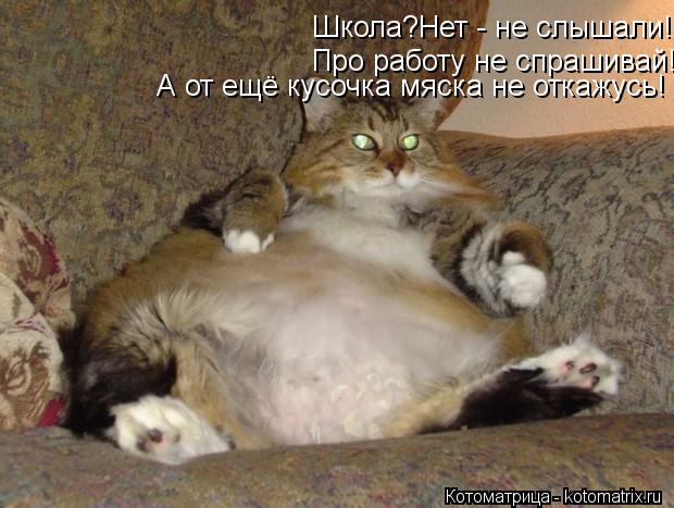 Школа?Нет - не слышали!Про работу не спрашивай!А от ещё кусочка мяска не откажусь! Школа?Нет - не слы... Котоматрица: Школа?Нет - не слышали!Про работу не спрашивай!А от ещё кусочка мяска не откажусь! Школа?Нет - не слышали!Про работу не спрашивай!А от ещё кусо