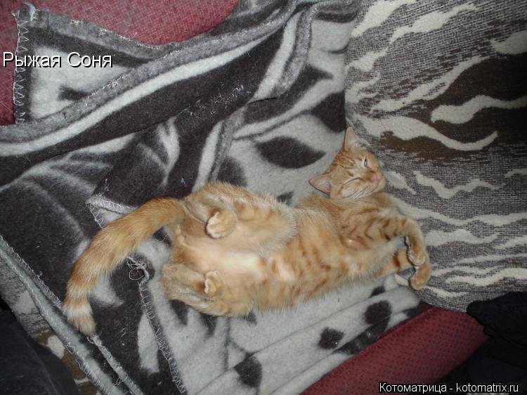 Котоматрица: Рыжая Соня