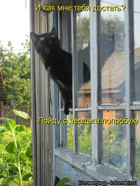 Котоматрица: И как мне тебя достать? И как мне тебя достать? -Пойду с чердака попробую