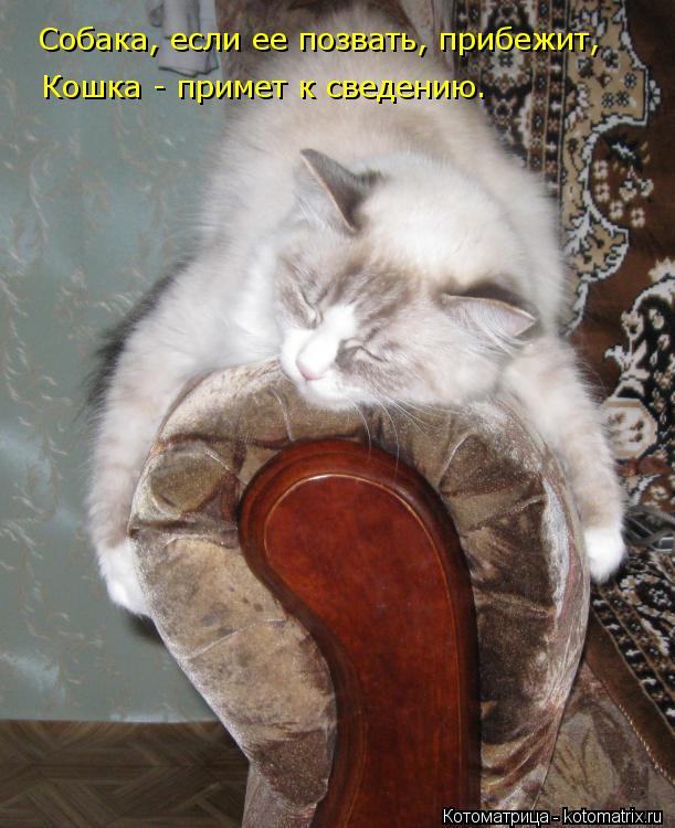 Собака, если ее позвать, прибежит, Кошка - примет к сведению.... Котоматрица: Собака, если ее позвать, прибежит, Кошка - примет к сведению.