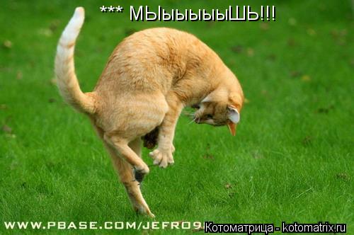 *** МЫыыыыыШЬ!!!... Котоматрица: *** МЫыыыыыШЬ!!!