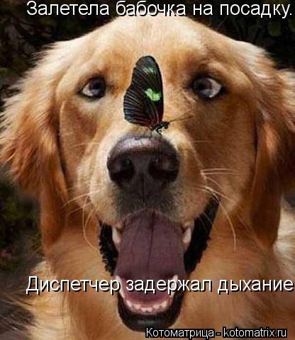 Залетела бабочка на посадку.... Диспетчер задержал дыхание....... Котоматрица: Залетела бабочка на посадку.... Диспетчер задержал дыхание....