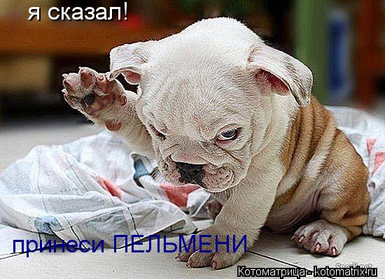 я сказал! принеси ПЕЛЬМЕНИ... Котоматрица: я сказал! принеси ПЕЛЬМЕНИ